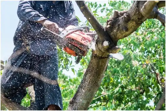 tree services Durham